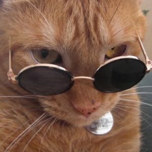 Meet your Posher, Anna